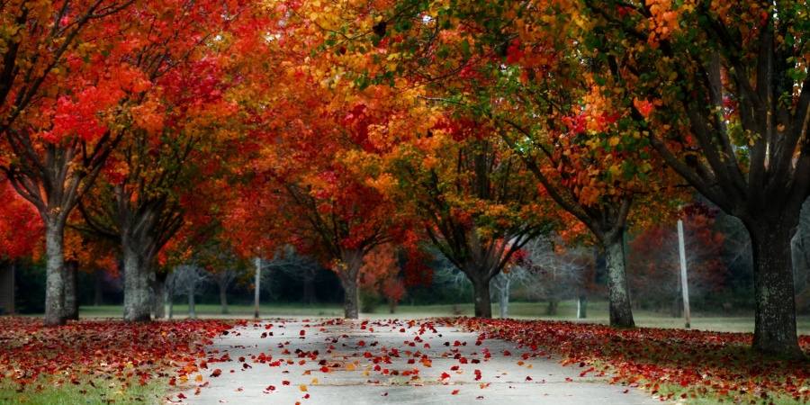 markham in the fall