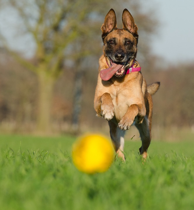 markham dog park